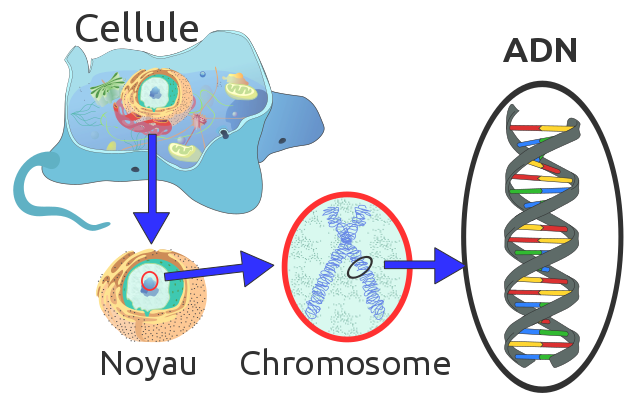 Cellule Noyau Chromosome ADN